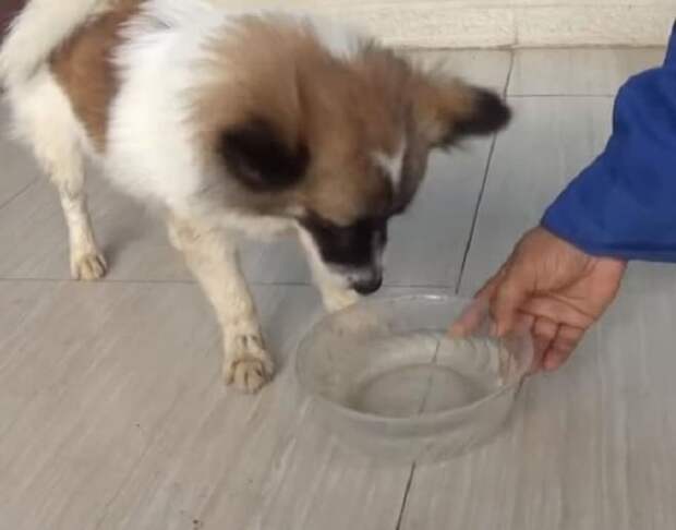 Пес и вода