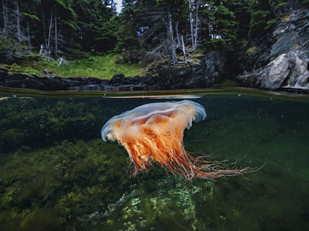 Лучшие фотографии National Geographic апреля 2014
