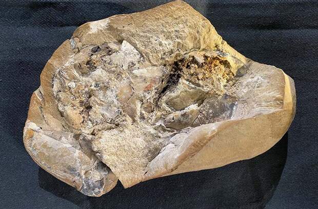 Археологи обнаружили сердце возрастом 380 миллионов лет