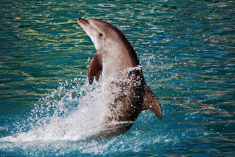 dolphins05 dolphins05 Самые удивительные факты о дельфинах