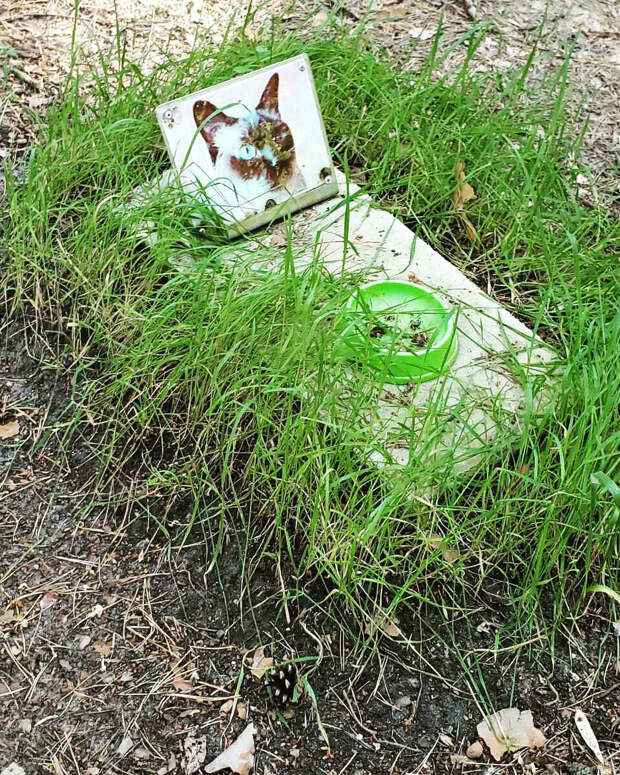 Могилка кота