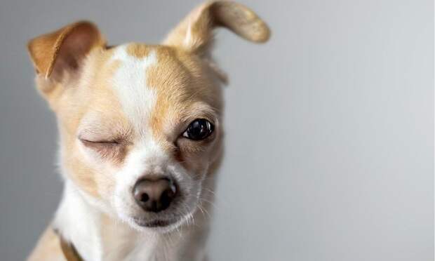 Топ-5 пород собак с богатырским здоровьем перечислил ветеринар Анвари