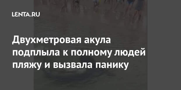 Двухметровая акула подплыла к полному людей пляжу и вызвала панику