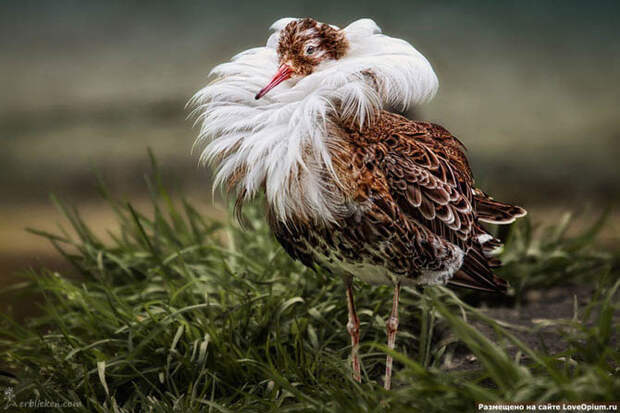 Портреты животных