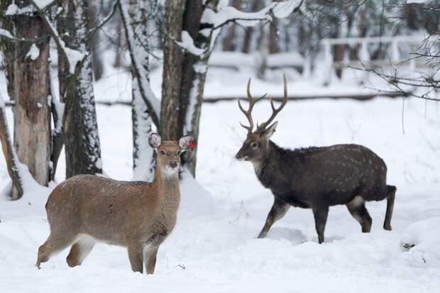Зоологи подсчитают обитателей национального парка «Лосиный остров»
