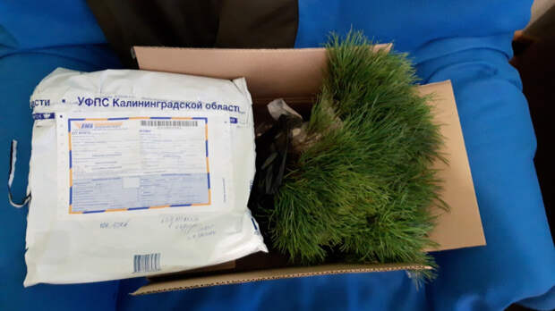 Более 30 саженцев кедра высадили в Усолье-Сибирском