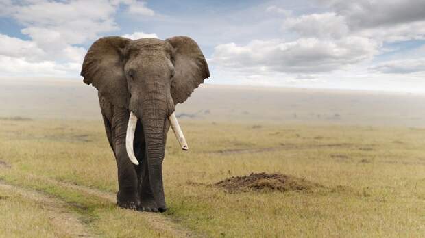 2) Сердце слона весит 20-30 кг и бьется с частотой 30 раз в минуту. животные, интересные факты о животных, факты