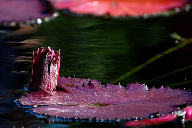 Nymphaea 