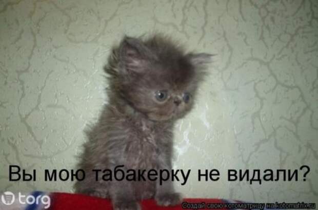 Лучшие котоматрицы недели (28 фото)
