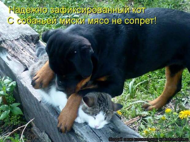Лучшие котоматрицы недели Лучшие котоматрицы недели