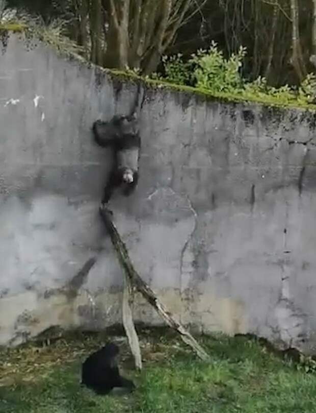 Смышленые шимпанзе использовали ветки поваленного дерева в качестве лестницы, чтобы сбежать из своего вольера в зоопарке Белфаста видео, животные, забавно, зоопарк, обезьяна, обезьяны, приматы, шимпанзе
