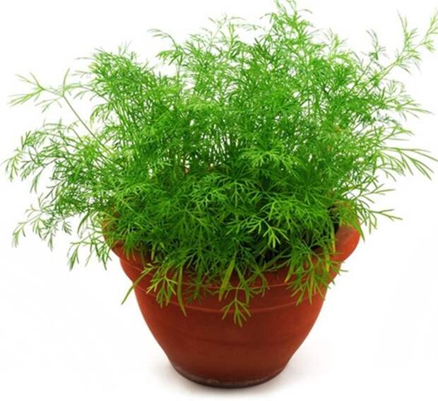 5082dill_thumb[2] (530x486, 82Kb)