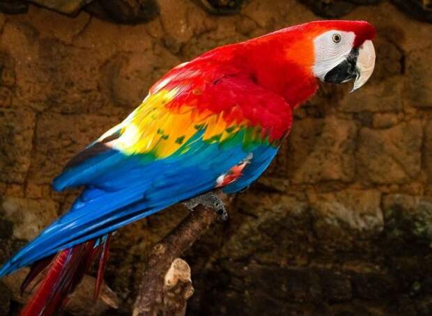 Красный ара попугаи, птицы