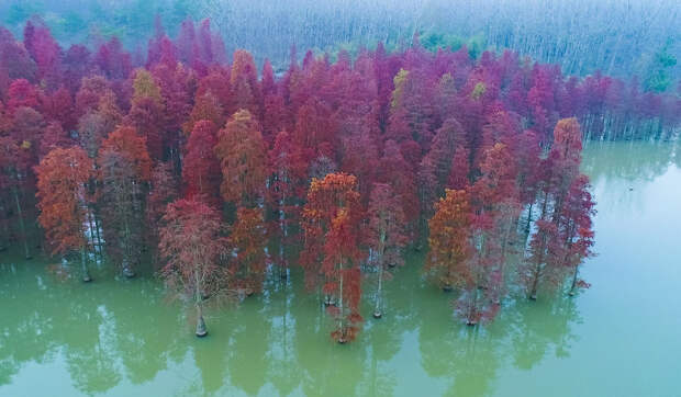 Осенние деревья в небольшом озере вблизи Нанкина, Китай