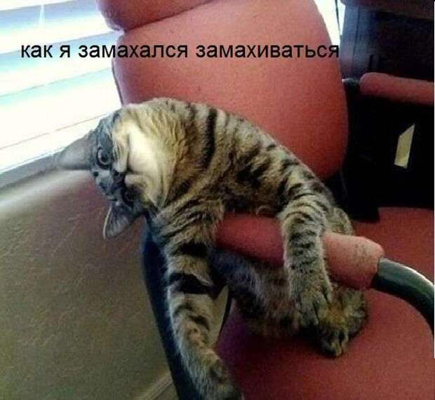 Веселые картинки Веселые картинки