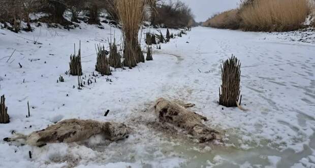 Астраханская полиция расследует случаи добычи и продажи рогов сайгака