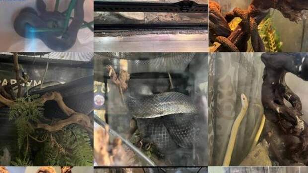 В московской квартире после укуса ядовитой змеи изъяли целый нелегальный зверинец