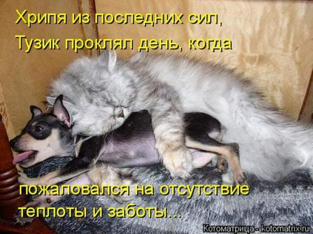 Котоматрицы(картинки с надписями)