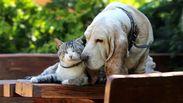 Давайте жить дружно: 6 пород собак, которые отлично уживутся с кошками