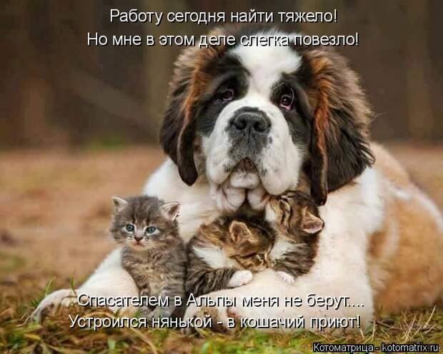 Котоматрица: Спасателем в Альпы меня не берут.... Работу сегодня найти тяжело! Но мне в этом деле слегка повезло! Устроился нянькой - в кошачий приют!