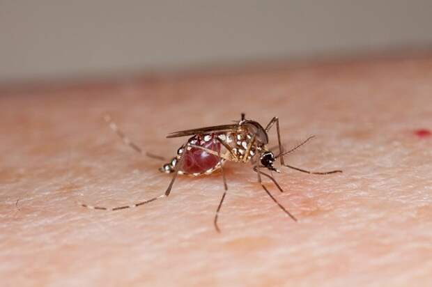 как защититьсяот комаров