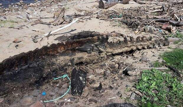 Истлевшие останки загадочного морского монстра шокировали любителей пляжного отдыха динозавр, необъяснимое, чудовище