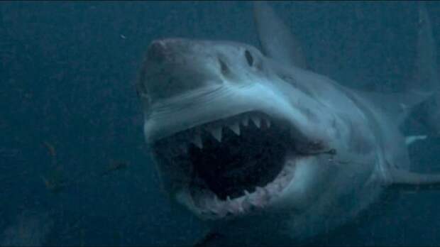 8 - Акула, проглотившая большую белую акула, животные, людоед, океан