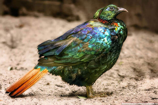 Портреты животных