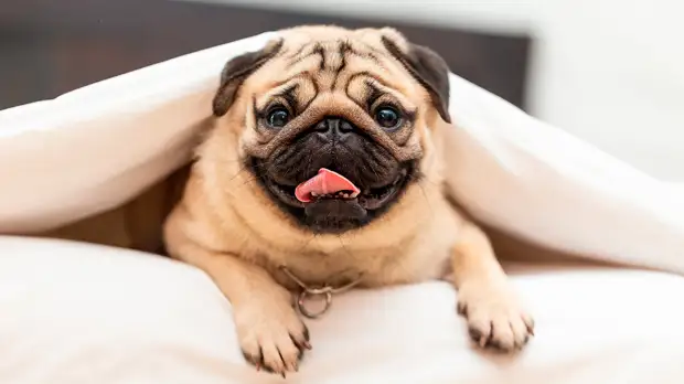 Давайте жить дружно: 6 пород собак, которые отлично уживутся с кошками