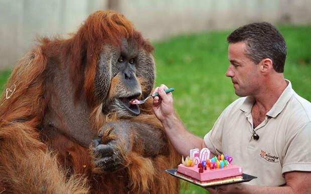 pets-that-have-better-birthday-parties-than-you-57-570e450645d11__700