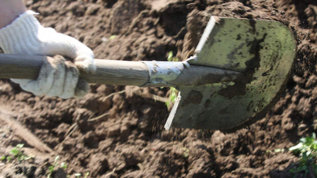 Россиян предупредили об уголовной ответственности за один вид кактусов