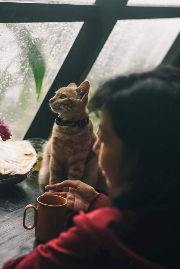 кошка с хозяйкой