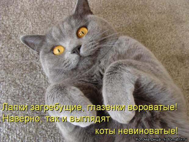 Котоматрица: Лапки загребущие, глазенки вороватые! Наверно, так и выглядят  коты невиноватые!