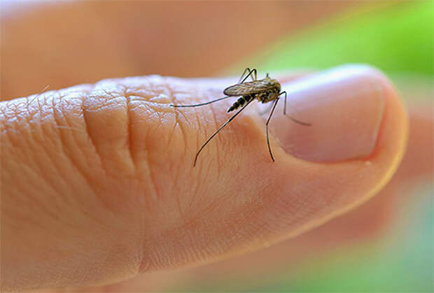 Большое количество комаров можно встретить неподалеку от источника влаги