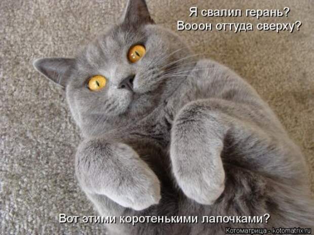 Свежая котоматрица для всех (33 фото)