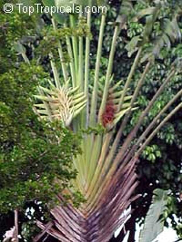 Ravenala madagascariensis, Travellers palm