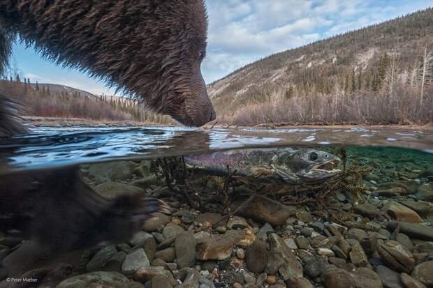 Потрясающие фотографии финалистов конкурса «Wildlife Photographer of the Year» 2014 (43 фото) красиво, Красивые фотографии, Природа, фото, 