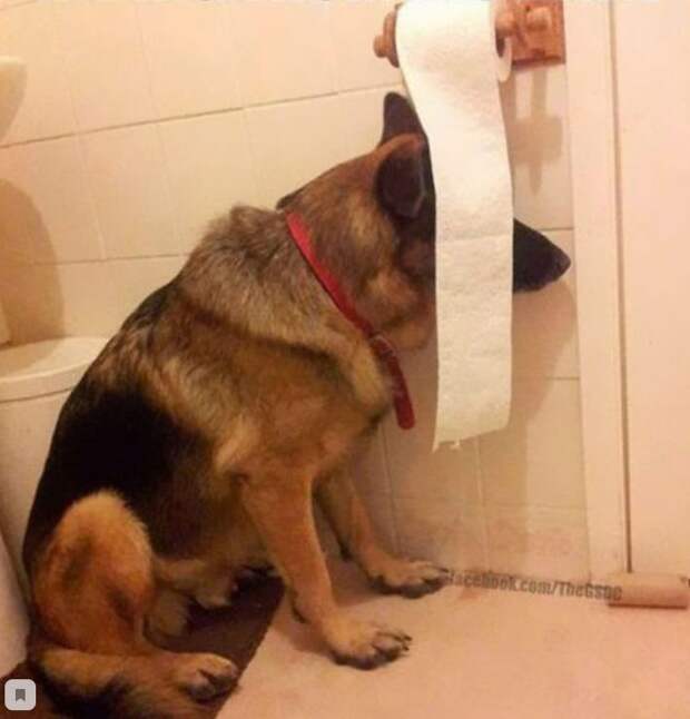 Этот щеночек забыл, что уже давно вырос