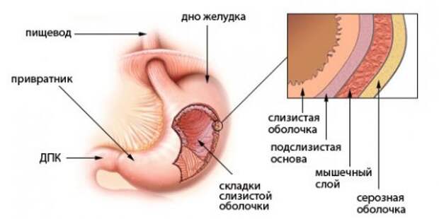 Топ-25: Удивительные факты про человеческое тело, которые вы могли не знать