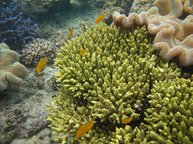 Коралл Acropora cf. tenius, ставший объектом исследования в обсуждаемой работе