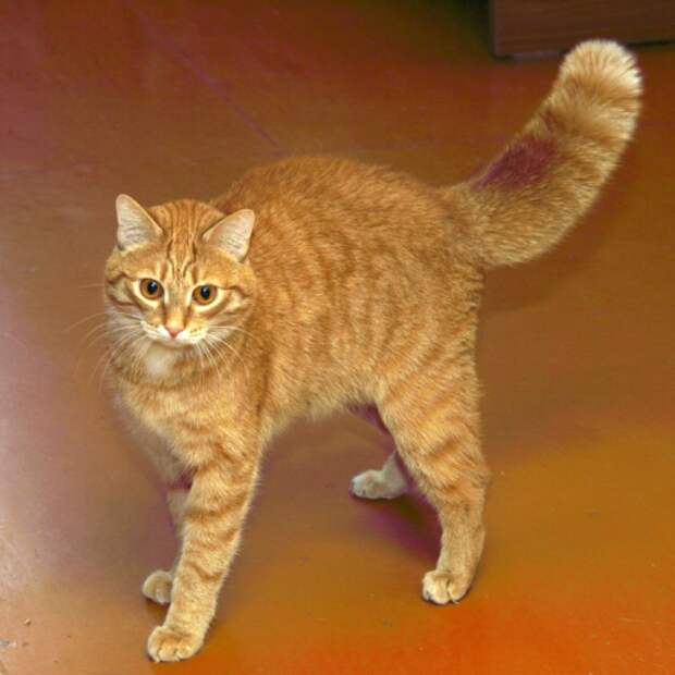 Treasuring cat