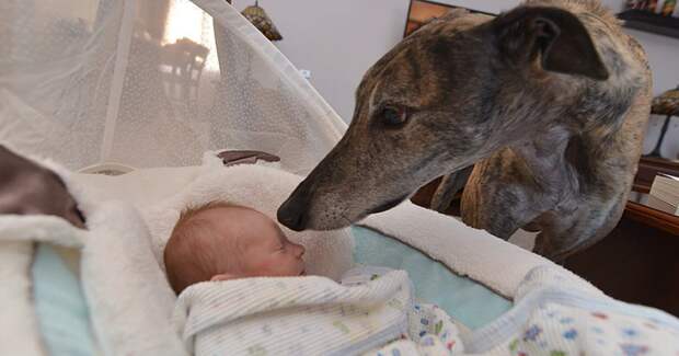 Младенец вернул псу любовь к людям Младенец вернул псу любовь к людям братья меньшие, животные, любовь к людям, собаки