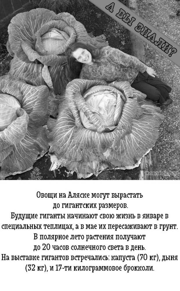 интересные факты