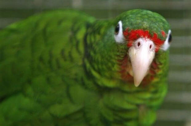 Birds_6 (700x465, 193Kb)