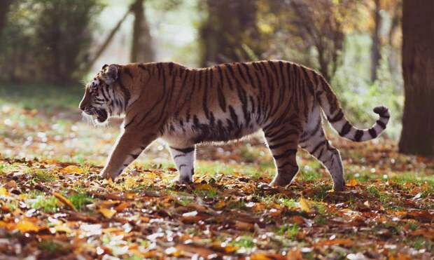 Владивостокцы обнаружили на пляже следы тигра