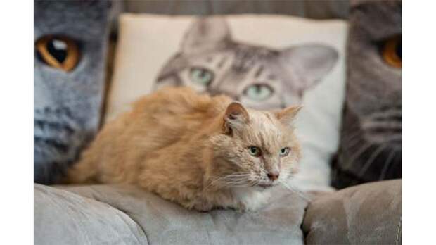 Кот
