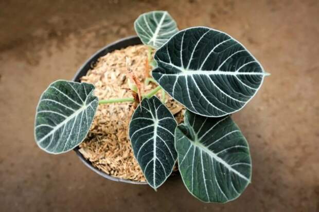 Алоказия реджинула «Блэк Вельвет» (Alocasia reginula 'Black Velvet')