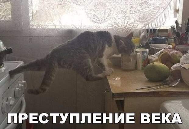 Смешные картинки с надписями Смешные картинки с надписями прикол, юмор