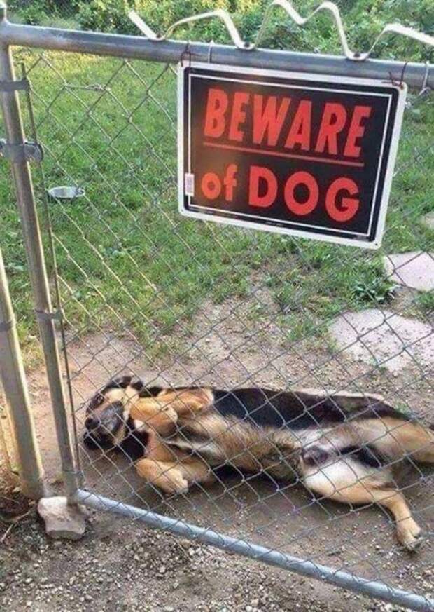 25 «злобных» собакенов, которых поставили охранять двор, но не объяснили, как это делать