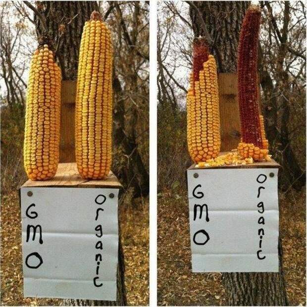 Простой эксперимент с ГМО